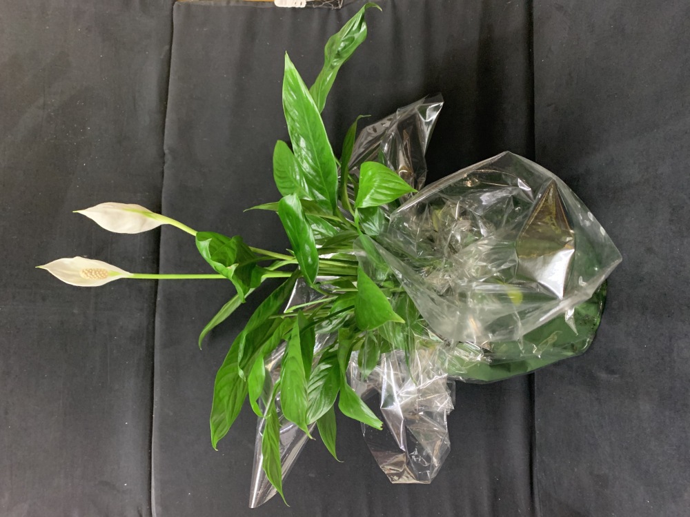 Peace Lilly