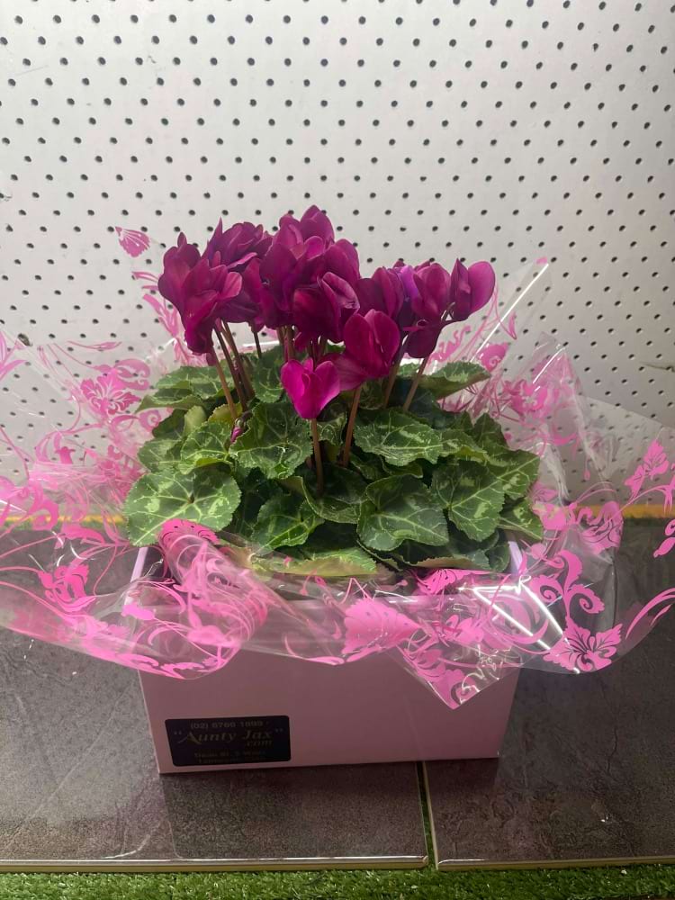 CYCLAMEN LARGE IN CERAMIC