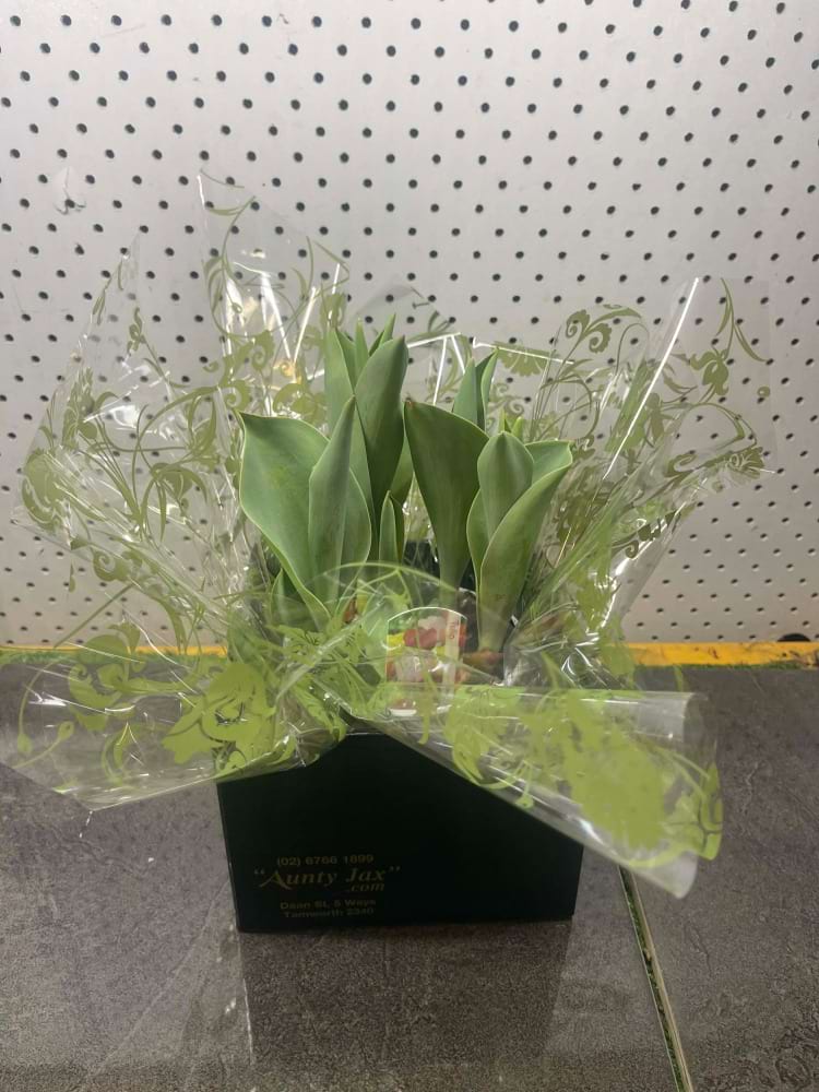 Small Tulip Plant