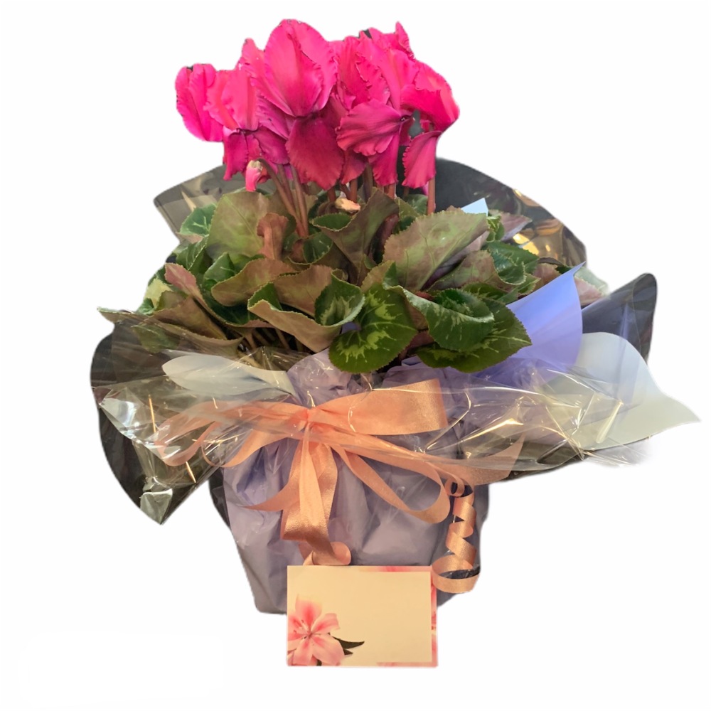CYCLAMEN EXTRA LARGE